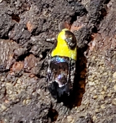 Rectiostoma xanthobasis