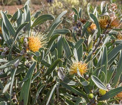 Hakea cinerea