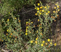 Acacia moirii