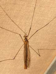 Nephrotoma scurra