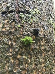 Bryophyta