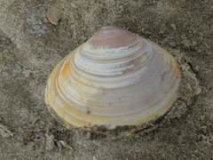 Mactra stultorum
