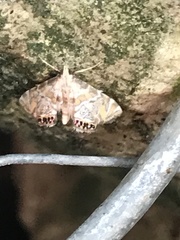 Petrophila heppneri