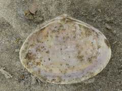 Mactra stultorum