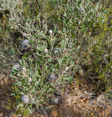 Isopogon trilobus