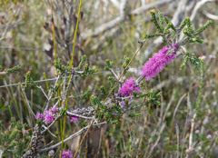 Melaleuca suberosa