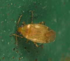 Phylinae