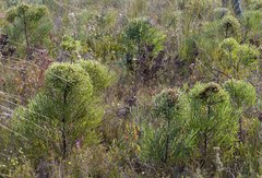 Hakea corymbosa