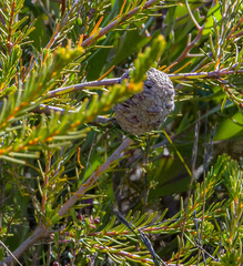 Banksia pulchella