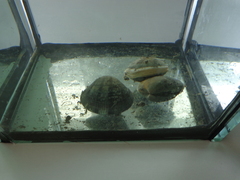 Ruditapes philippinarum