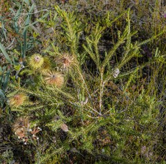 Banksia pulchella