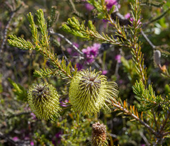 Banksia pulchella