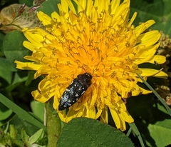 Acmaeodera ornata