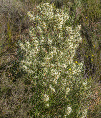Hakea obliqua obliqua
