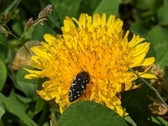 Acmaeodera ornata