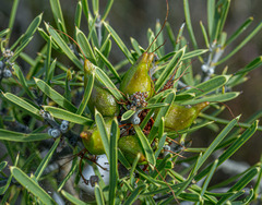 Hakea corymbosa