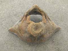 Phocoena phocoena
