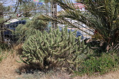 Austrocylindropuntia subulata