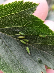Cacopsylla peregrina