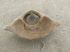 Phocoena phocoena