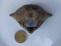 Phocoena phocoena