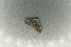 Araeopteron amoena