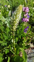 Lagotis integrifolia