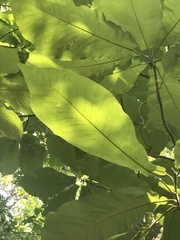 Magnolia macrophylla