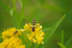 Meliscaeva cinctella image