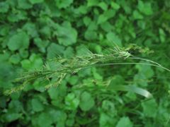 Elymus sibiricus