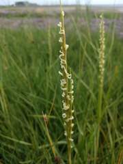 Sporobolus anglicus