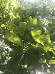 Magnolia macrophylla