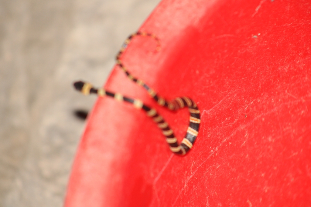 Tricolor Snailsucker