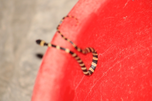 Tricolor Snailsucker, Tropidodipsas tricolor