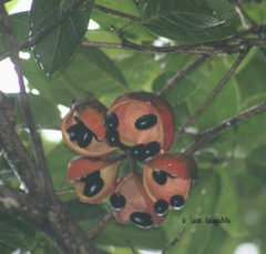 Sterculia balanghas