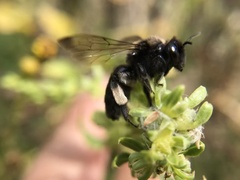 Andrena pilipes