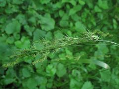 Elymus sibiricus