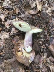 Russula violeipes
