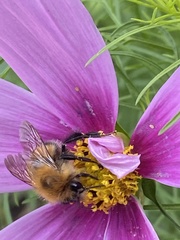 Bombus