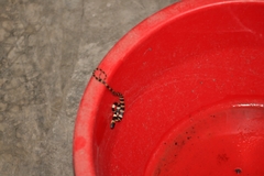 Tropidodipsas fasciata guerreroensis