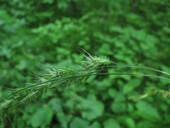 Elymus sibiricus