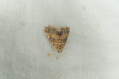 Elophila turbata