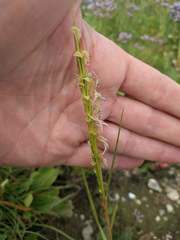 Sporobolus anglicus