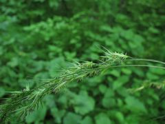 Elymus sibiricus