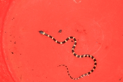 Tropidodipsas fasciata guerreroensis