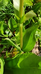 Lagotis integrifolia