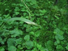 Elymus sibiricus