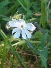 Silene noctiflora
