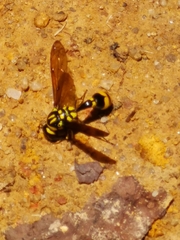 Pareumenes quadrispinosus