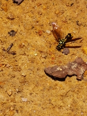 Pareumenes quadrispinosus